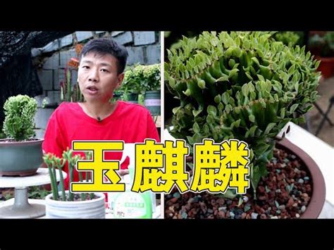 陽台擋煞植物玉麒麟|【家居風水玉麒麟盆栽】玉麒麟作用是什麼 